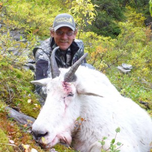 British Columbia Mountain Goat