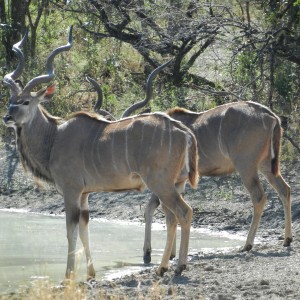 Kudu