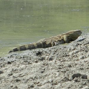 Monitor Lizard