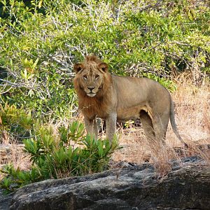 Promising young Lion, Selous, Tanzania