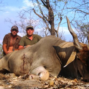 Very old East African Eland Tanzania