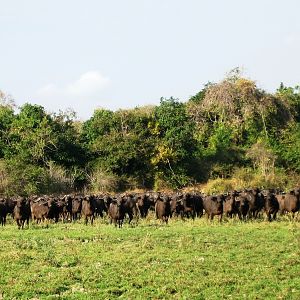 A few Buffaloes... Tanzania