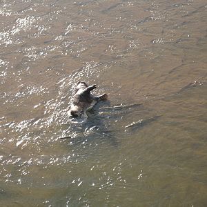 Croc on bait... Tanzania