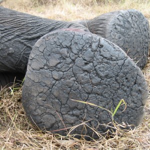 Elephant foot