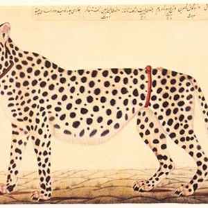 Tame Cheetah for hunting