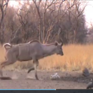 Bow Hunting Kudu