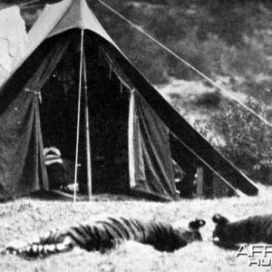 Two unknown Tigers in front of the Corbett's Tent