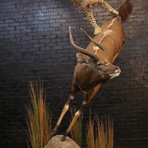 Leopard Nyala taxidermy scene by The Artistry of Wildlife