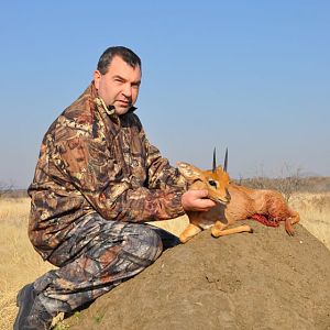 Steenbok Namibia Hunt