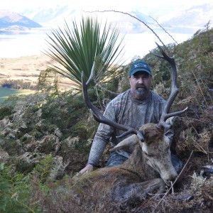 Free Range wild stag - New Zealand