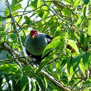 Seychelles Blue Pigeon