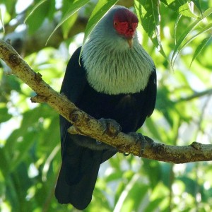 Seychelles Blue Pigeon