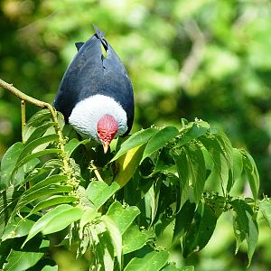 Seychelles Blue Pigeon