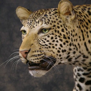 Taxidermy Leopard Mount by The Artistry of Wildlife