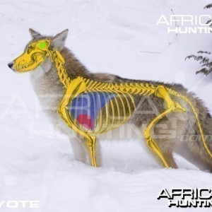 Bowhunting Vitals Coyote