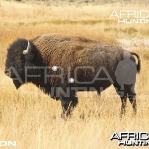 Hunting Vitals Bison