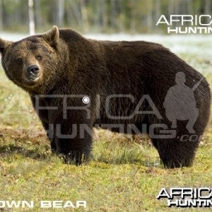 Hunting Vitals Brown Bear