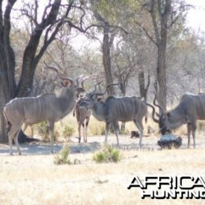 Kudu