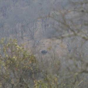 Buffalo on the Mountain