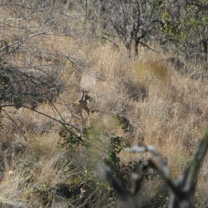 MOUNTAIN REEDBUCK