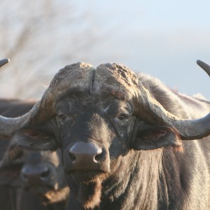 Buffalo