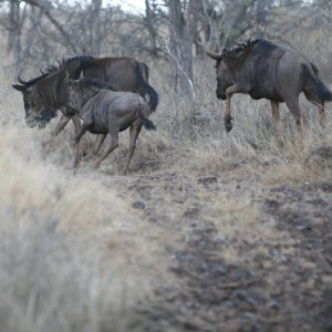 Wildebesst