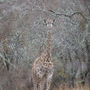 Giraffe