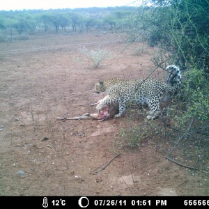 Leopard Kill