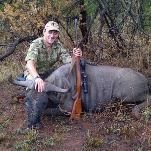 Blue Wildebeest from Colenso