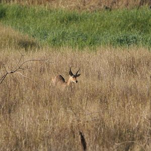 Reedbuck