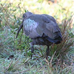 Ibis