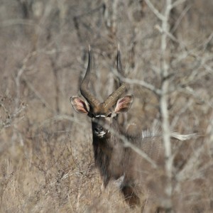 Nyala bull