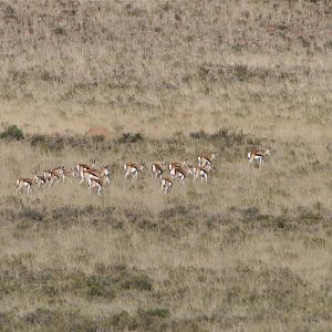 Springbok Herd