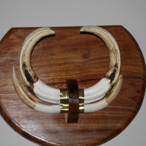 Warthog Tusks on Plaque