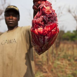 Bullet hole in Buffalo heart