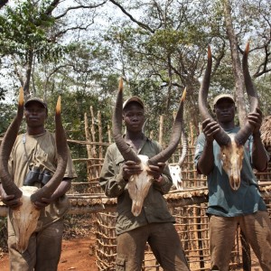 Three sets of Bongo horns