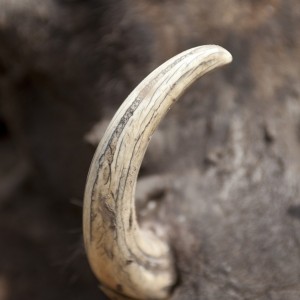 Warthog tusk close up