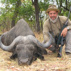 Buffalo hunted in Zambia