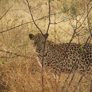 Leopard in Namibia