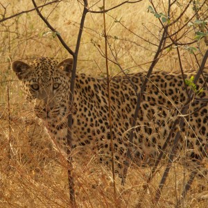 Leopard in Namibia