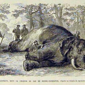 Elephant hunt