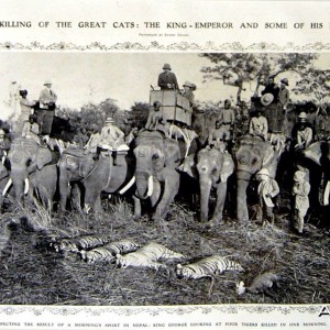 The Killing of the Great Cats