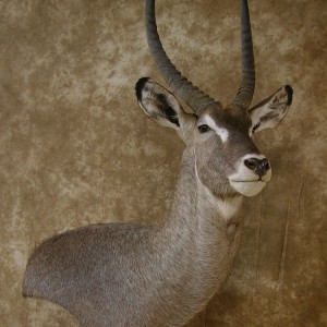 32" Waterbuck Wall Pedestal by The Artistry of Wildlife