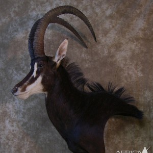46 3/4 " Sable Pedestal by The Artistry of Wildlife
