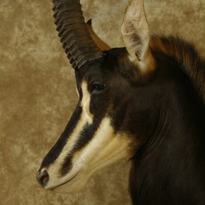 Sable Mount by The Artistry of Wildlife