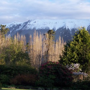 Hunting Tahr in New Zealand