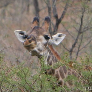 Giraffe Trophy