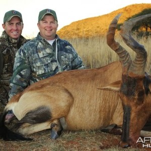 Hartebeest hunted in South Africa