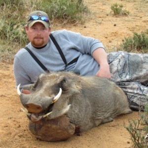 Warthog hunted in South Africa