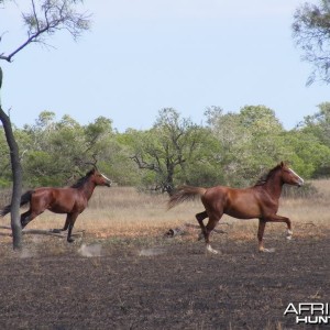 Horses Australia